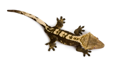 Crested Gecko For Sale, Baby Crested Gecko For Sale, Crested Gecko For Sale Near Me, Crested Gecko For Sale Cheap, Crested Gecko For Sale Canada, Crested Gecko For Sale Uk, Crested Gecko For Sale Usa, How Much DoCrested Gecko Cost?